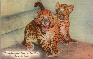 Leopard Overton Park Zoo Memphis Tennessee Postcard Empire Sales Co Ad