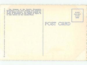 Unused W-Border DESERT FLOWERS ON POSTCARD State Of California CA E8134