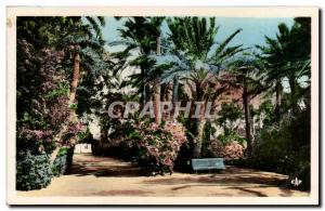 Algeria Biskra Constantine Old Postcard Garden Landon An allee