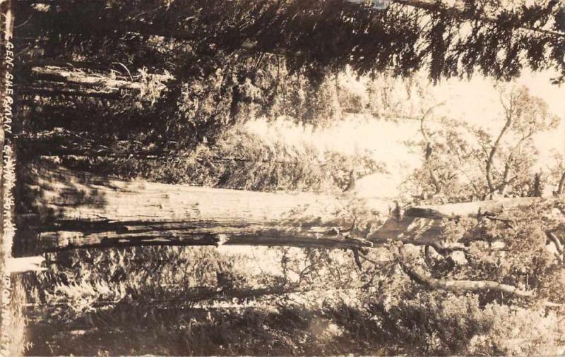 Giant Forest California General Sherman Tree Real Photo Postcard JD933934