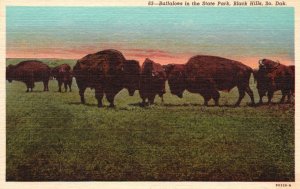 Vintage Postcard Buffaloes In State Park Black Hills South Dakota Burgess Pub.