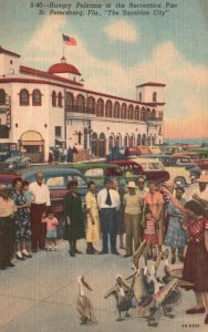 Vintage Postcard Hungry Pelicans Recreation Pier Sunshine City St Petersburg Fla