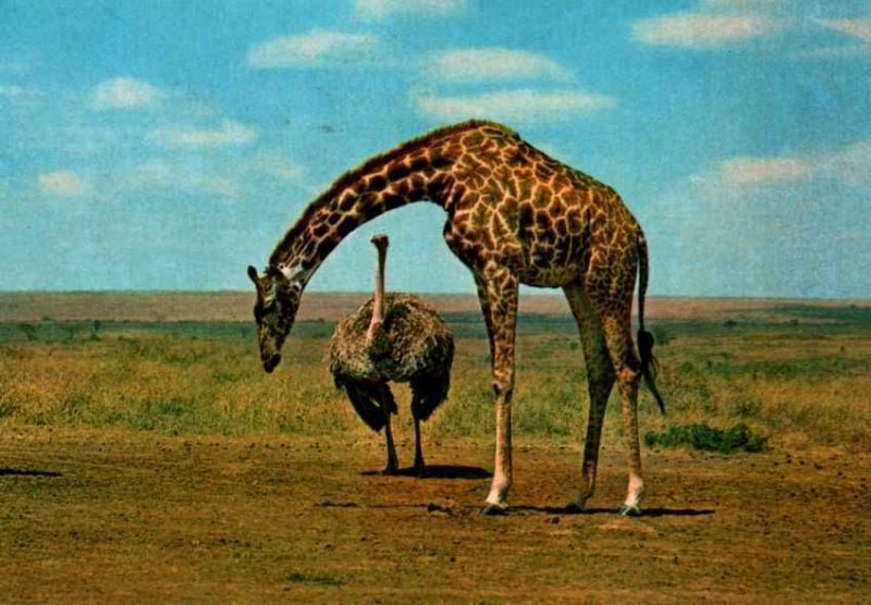 VINTAGE CONTINENTAL SIZE POSTCARD OSTRICH & GIRAFFE WILDLIFE KENYA 1981