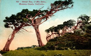 California Monterey County Ostrich Tree On 17 Mile Drive