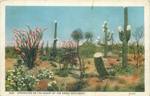 Springtime on the desert of the great southwest cactuses plants