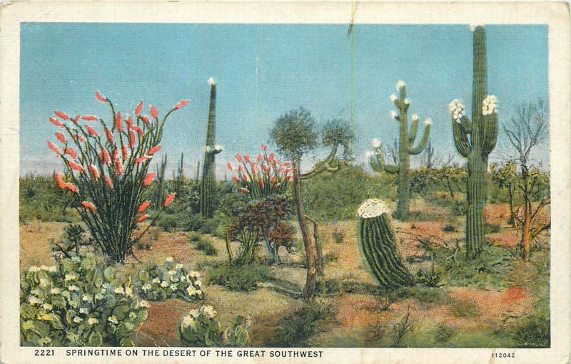 Springtime on the desert of the great southwest cactuses plants