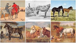 Horse Pony selection etc lot of 6 postcards B895