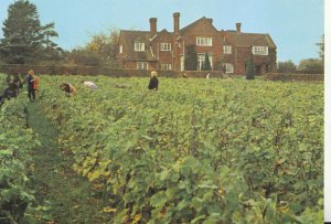 Hampshire Postcard - Hambledon Vineyard - Ref TZ257