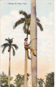 Cuba Havana Climbing The Palm