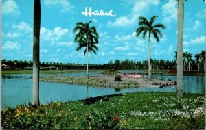 Florida Miami Hialeah Race Course Flamingo Island