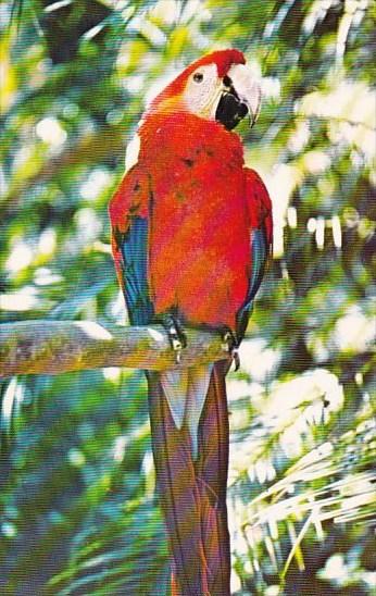 Florida Cypress Gardens Many Varieties Of Wildlife Abound In The Living Fores...