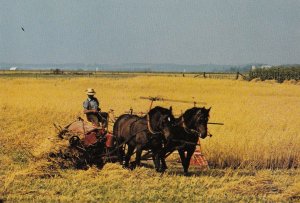 Mennonite Farmer in Elmira Ontario Canada Postcard