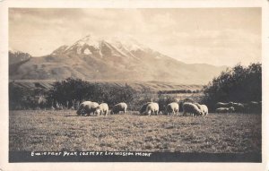 Livingston Montana Emigrant Park Sheep Real Photo Postcard AA44152