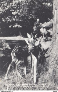 RP: Deer , Mertes Springstead Lodge , PARK FALLS , Wisconsin , 30-40s