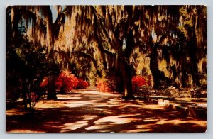 c1960 Bonaventure Cemetery Mossy Oaks SAVANNAH Georgia VINTAGE Postcard 0781