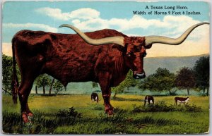 Texas Long Horn Steer Cattle, Width of Horns 9 Feet & 6 Inches, Vintage Postcard