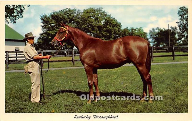 KY Thoroughbred, Yearling Ready for sale Lexington, KY , USA Horse Racing Unu...