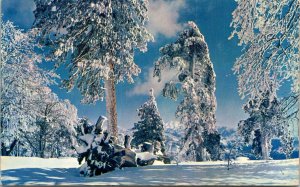 Winter Snow Scene Evergreens Postcard VTG UNP Mike Roberts Vintage Unused Chrome