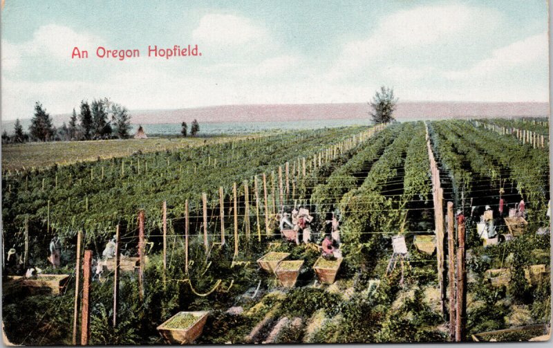 Oregon Hopfield Agriculture Workers Pickers AYPE Unused Postcard G89