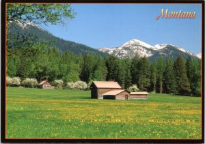 Postcard MT A Homestead in Montana