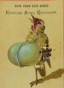 English Song Restorer Bird Diseases Anthropomorphic Bird Singing P49