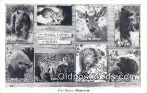 Pine River, Minnesota, USA Bear Postcard