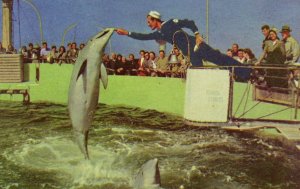 WWII US Sailor Marine Studios, FL Dolphin Crowd Vintage Postcard F14