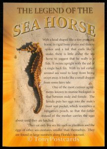The Legend of the Sea Horse