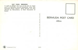 Lily Field Bermuda Postcard