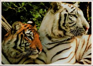 Two Tigers White Arizona Ron Kimball Vintage Postcard D46