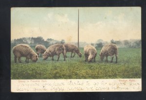 BOSTON MASSACHUSETTS FRANKLIN PARK SCENE SHEEP VINTAGE POSTCARD 1907