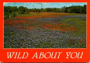 Texa State Flower Bluebonnets 1987