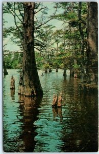Postcard - Cypress Knees And Cypress Trees, Horseshoe Lake - Olive Branch, IL
