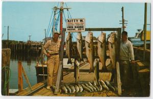 Stripped Bass, Rock Harbor, Orleans, Cape Cod MA