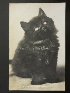 Greeting BLACK KITTEN - Let Me Be Your Mascot c1930 RP Postcard