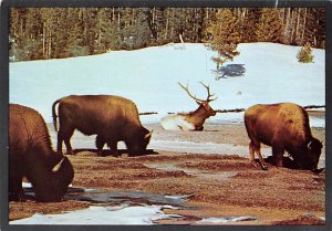 Buffalo And Elk, Yellowstone National Park 