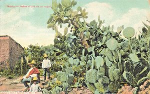 MEXICO~INDIOS INDIANS al PIE de un NOPAL CACTUS~1910 Y BERT POSTCARD