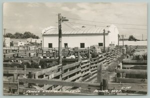 Pender Nebraska~Cattle in Pens~City Livestock Sales Co~1952 RPPC Postcard