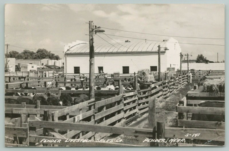 Pender Nebraska~Cattle in Pens~City Livestock Sales Co~1952 RPPC Postcard 