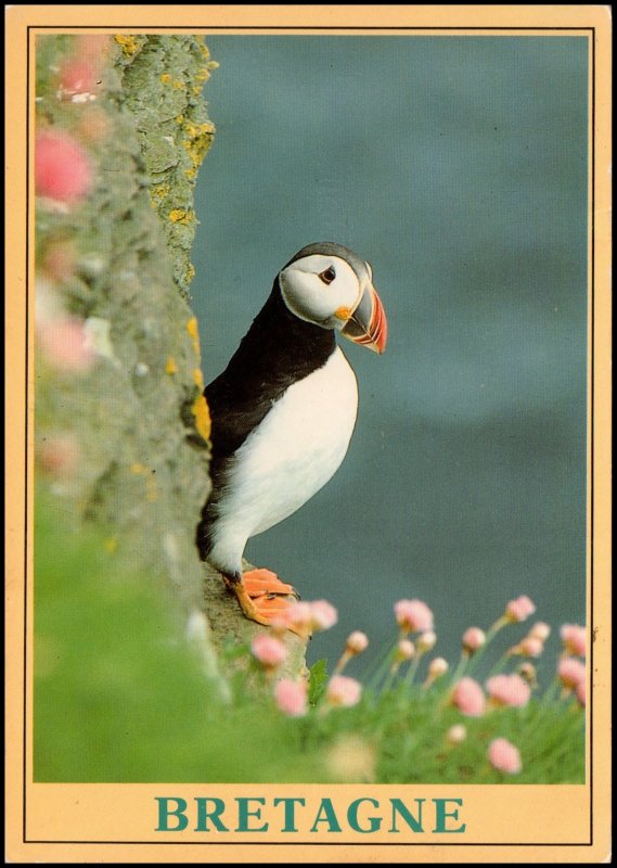 France Post card - Puffin of Bretagne, 1993 used