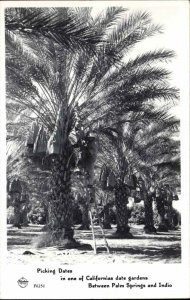 Palm Springs CA Frasher's Real Photo Picking Dates RPPC Vintage PC