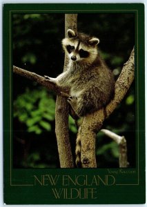 Postcard - Young Raccoon, New England Wildlife - New England