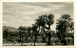 RPPC Postcard Greetings From Arizona Cholla Cactus Forest 73, c.1930-1950