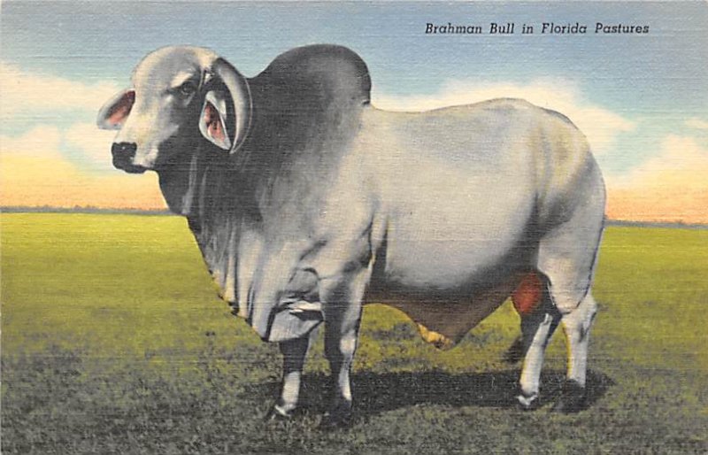 Braham Bull Florida, USA Cow Unused 