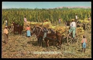 Greeting from Jamaica, B.W.I. - Carting Out Canes from the Field