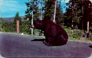 Yellowstone National Park Bear Beggar