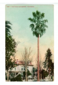 CA - Sacramento. Fan Palm