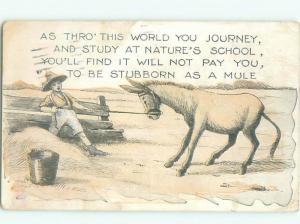 STUBBORN AS A MULE!