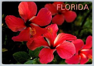 Hibiscus, Florida, 1990 Chrome Postcard, Zip Code Slogan Cancel