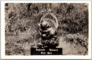 Highlands Hammock State Park Florida Big Cat In Forest Real Photo RPPC Postcard